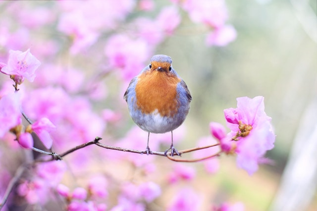 A Christian’s Relationship with the Environment – The Heavens Declare the Glory of God
